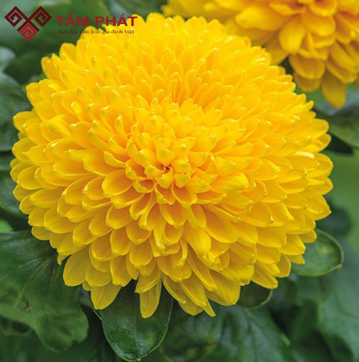 Không nên thờ hoa cúc héo trên bàn thờ Thần Tài